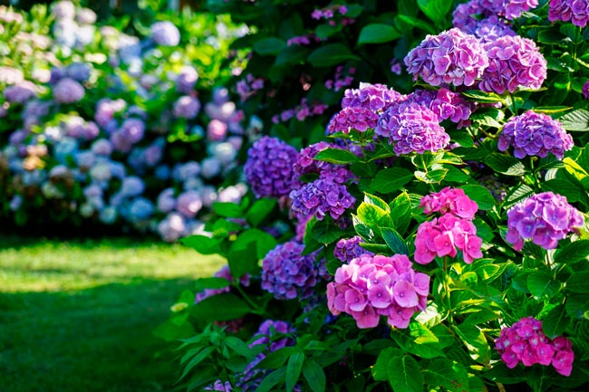 As plantas venenosas que podem estar na sua varanda ou jardim Plantas comuns que podem representar um perigo, mesmo que pareçam inofensivas à primeira vista.