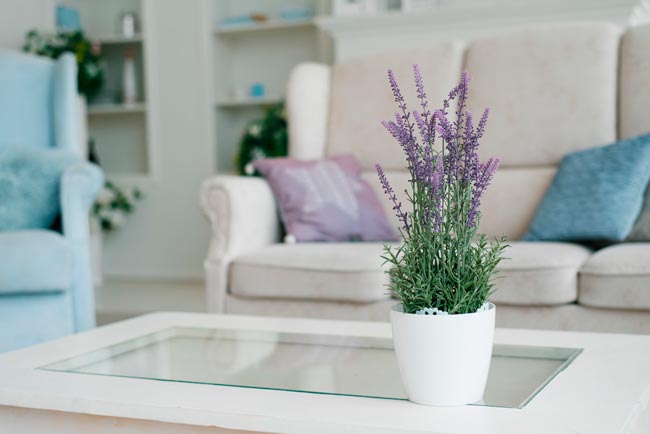 9 Plantas para o quarto que melhoram o seu descanso Transforme o seu quarto num oásis de tranquilidade com estas 9 plantas cuidadosamente selecionadas.