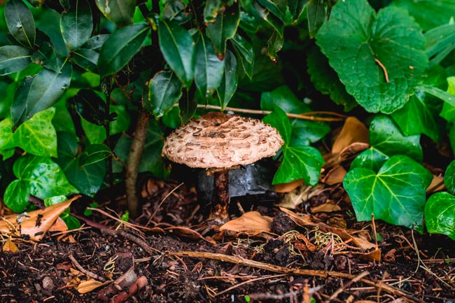 8 espécies de cogumelos venenosos em Portugal Saiba como identificá-las para evitar possíveis intoxicações.