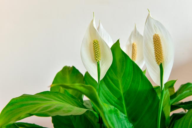 9 Plantas para o quarto que melhoram o seu descanso Transforme o seu quarto num oásis de tranquilidade com estas 9 plantas cuidadosamente selecionadas.