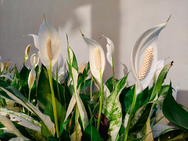 Conheça as sete plantas mais eficazes em purificar o ar, tornando o seu espaço mais fresco e limpo.