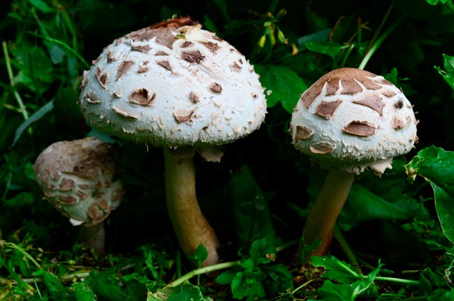 8 espécies de cogumelos venenosos em Portugal Saiba como identificá-las para evitar possíveis intoxicações.