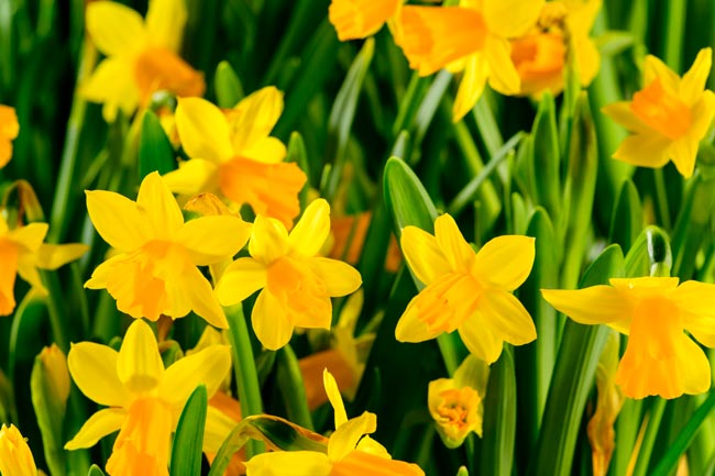 TOP10 das plantas tóxicas que podem representar perigo no seu lar Descubra quais são estas plantas, os seus efeitos nocivos e como identificá-las.