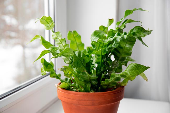 As 6 melhores plantas para a casa de banho Descubra como transformar a sua casa de banho num oásis de frescura e tranquilidade.