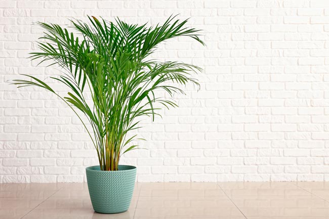 Conheça as sete plantas mais eficazes em purificar o ar, tornando o seu espaço mais fresco e limpo.