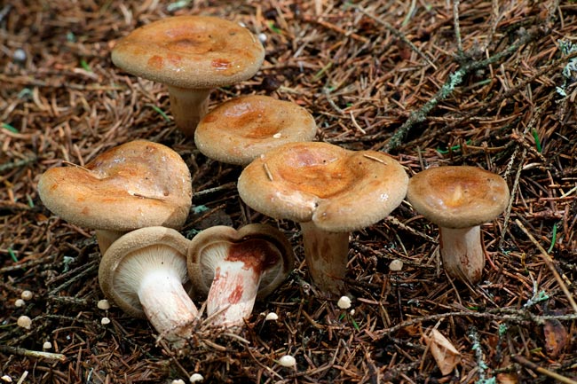 8 espécies de cogumelos venenosos em Portugal Saiba como identificá-las para evitar possíveis intoxicações.