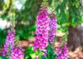 Plantas perigosas em Portugal: 5 espécies tóxicas que merecem atenção Plantas perigosas em Portugal: 5 espécies tóxicas que merecem atenção