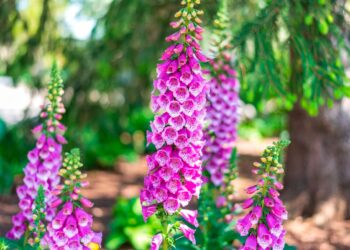 Plantas perigosas que representam riscos para a saúde e por que deve evitá-las na sua casa ou jardim.