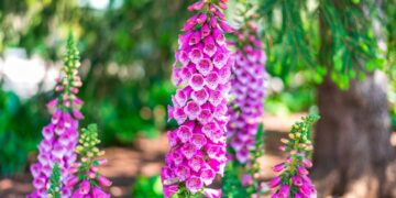 Plantas perigosas que representam riscos para a saúde e por que deve evitá-las na sua casa ou jardim.