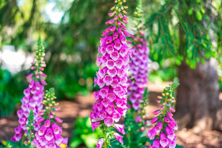 Plantas perigosas que não deve ter em casa ou no jardim Plantas perigosas que representam riscos para a saúde e por que deve evitá-las na sua casa ou jardim.