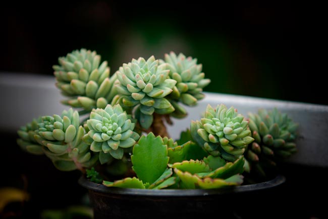 7 Plantas suculentas: guia completo para as cultivar em casa O guia completo para cultivar e tratar plantas suculentas em sua casa.