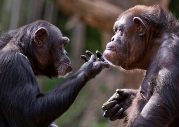 Venha explorar o fascinante mundo da inteligência animal. animais mais inteligentes