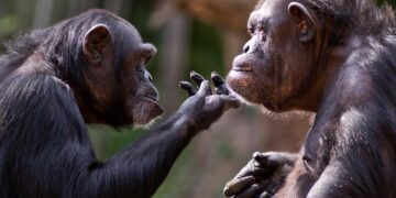 Venha explorar o fascinante mundo da inteligência animal. animais mais inteligentes