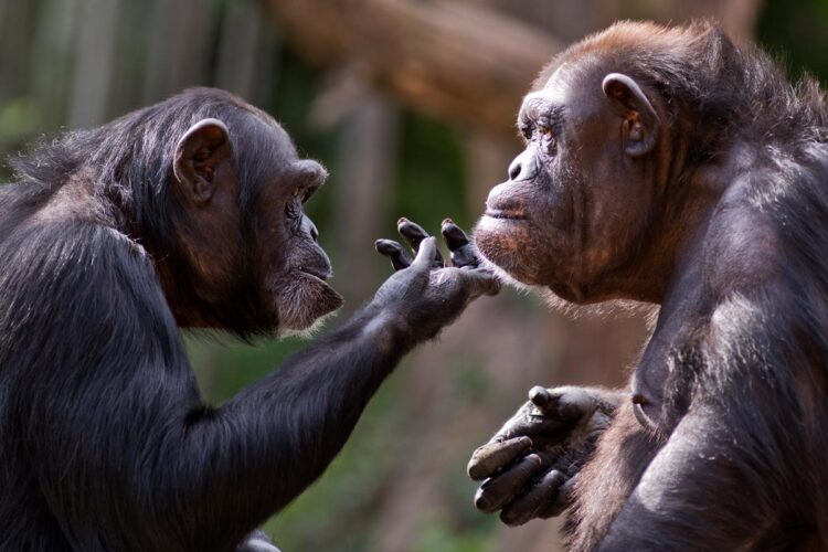 Venha explorar o fascinante mundo da inteligência animal. animais mais inteligentes