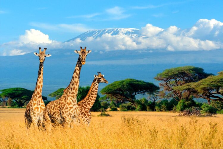 Descubra os segredos económicos dos países mais prósperos do continente africano. países mais ricos de África