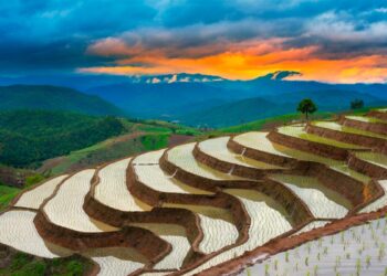 Descubra quais são os países que lideram o consumo mundial de arroz. países que consomem mais arroz