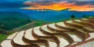 Descubra quais são os países que lideram o consumo mundial de arroz. países que consomem mais arroz