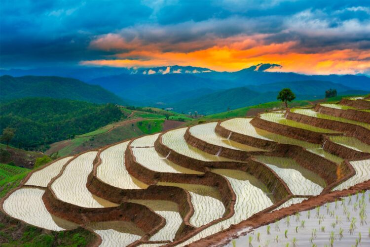 Descubra quais são os países que lideram o consumo mundial de arroz. países que consomem mais arroz