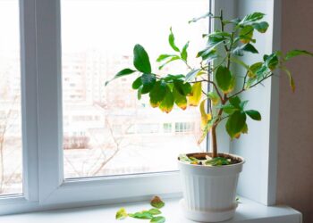 Descubra as melhores estratégias para ressuscitar suas plantas em apuros! recuperar plantas