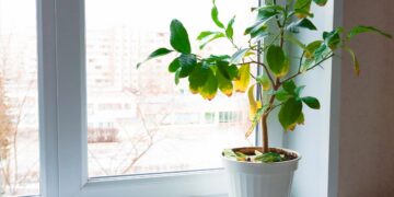 Descubra as melhores estratégias para ressuscitar suas plantas em apuros! recuperar plantas