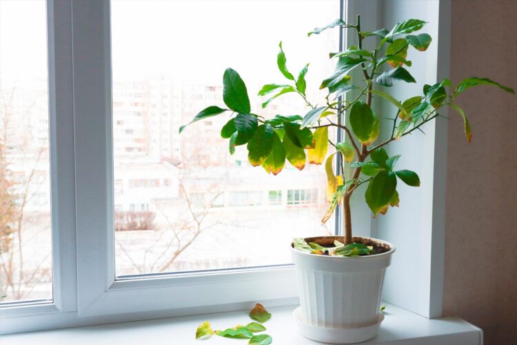 Descubra as melhores estratégias para ressuscitar suas plantas em apuros! recuperar plantas