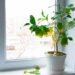 Descubra as melhores estratégias para ressuscitar suas plantas em apuros! recuperar plantas