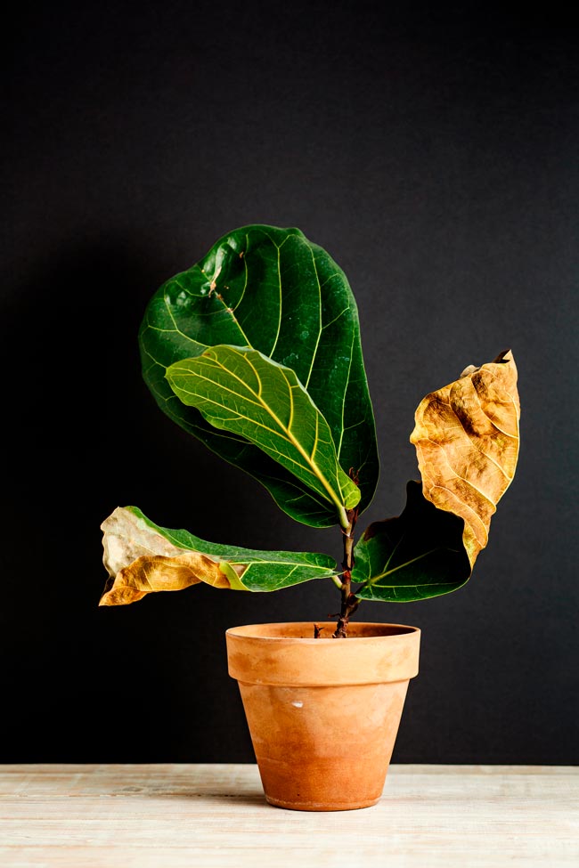 Descubra as melhores estratégias para ressuscitar suas plantas em apuros! recuperar plantas