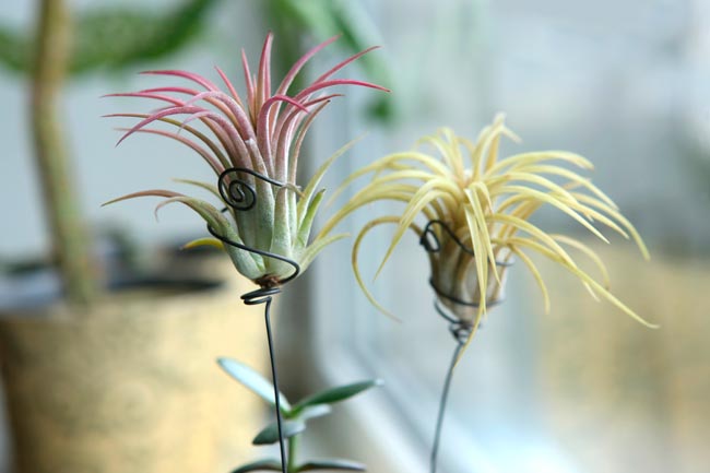 As 6 melhores plantas para a casa de banho Descubra como transformar a sua casa de banho num oásis de frescura e tranquilidade.
