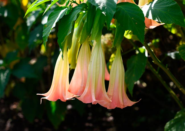 Plantas perigosas que não deve ter em casa ou no jardim Plantas perigosas que representam riscos para a saúde e por que deve evitá-las na sua casa ou jardim.