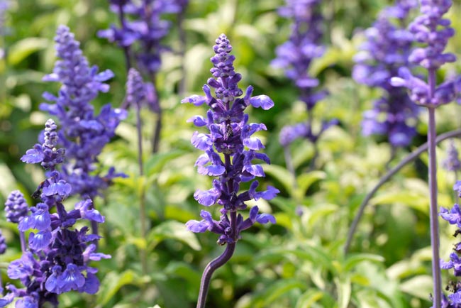 TOP10 das plantas tóxicas que podem representar perigo no seu lar Descubra quais são estas plantas, os seus efeitos nocivos e como identificá-las. plantas tóxicas