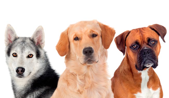 Venha explorar o fascinante mundo da inteligência animal.