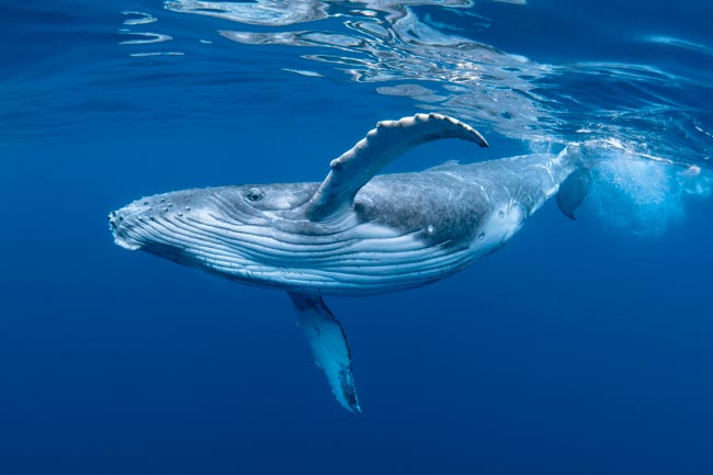 Venha explorar o fascinante mundo da inteligência animal.