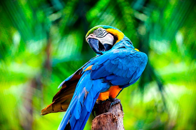 Venha explorar o fascinante mundo da inteligência animal.