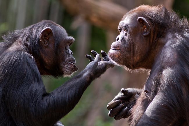 Venha explorar o fascinante mundo da inteligência animal.