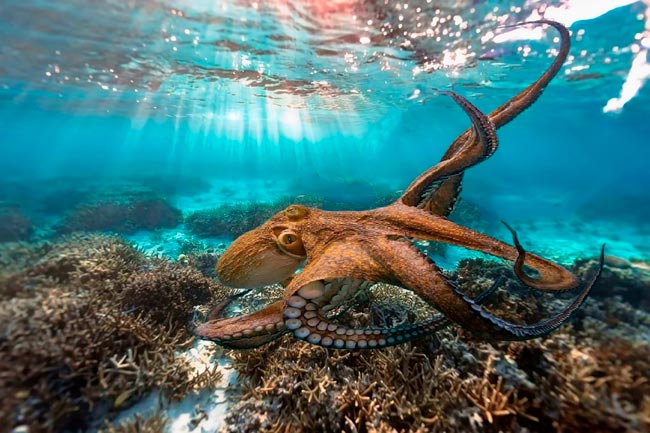 Venha explorar o fascinante mundo da inteligência animal.