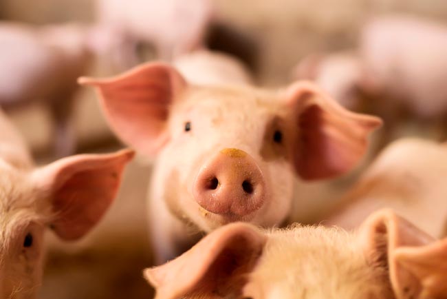 Venha explorar o fascinante mundo da inteligência animal.