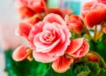 12 plantas aromáticas que vão perfumar a sua casa naturalmente