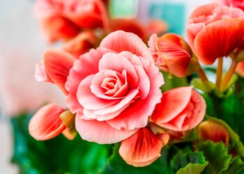 Transforme o seu lar num oásis perfumado com esta seleção especial de 12 plantas aromáticas.