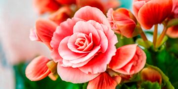 Transforme o seu lar num oásis perfumado com esta seleção especial de 12 plantas aromáticas.