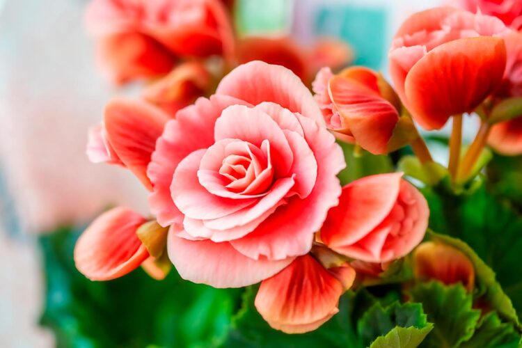 Transforme o seu lar num oásis perfumado com esta seleção especial de 12 plantas aromáticas.