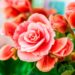 Transforme o seu lar num oásis perfumado com esta seleção especial de 12 plantas aromáticas.