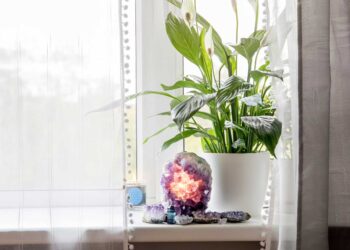 12 plantas que melhoram a energia do seu lar