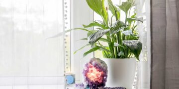 12 plantas que melhoram a energia do seu lar