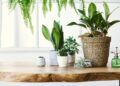 5 plantas que ajudam a combater a humidade em casa e a prevenir o bolor