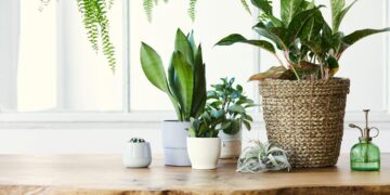5 plantas que ajudam a reduzir humidade e bolor em casa