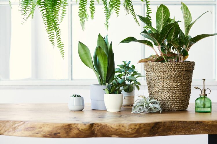 5 plantas que ajudam a reduzir humidade e bolor em casa