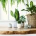 5 plantas que ajudam a reduzir humidade e bolor em casa