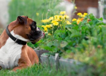 Descubra quais são as plantas que representam perigo para os seus animais de estimação!