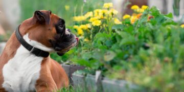 Descubra quais são as plantas que representam perigo para os seus animais de estimação!