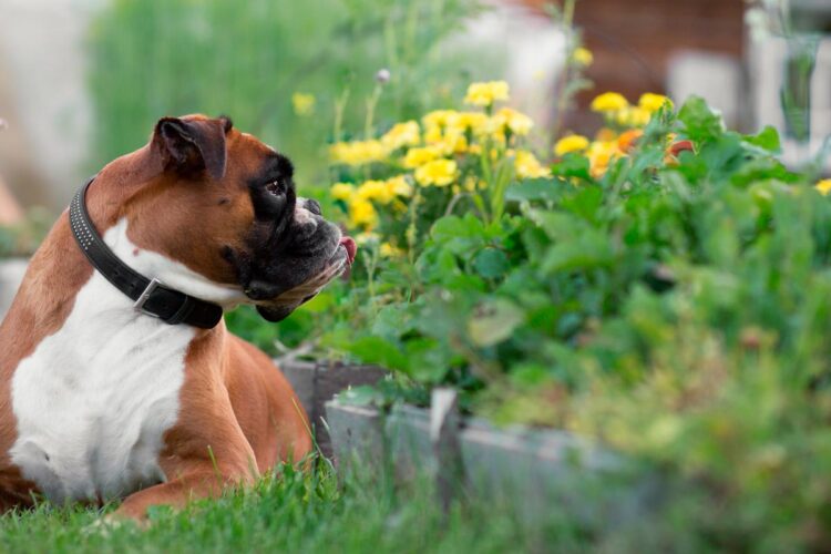 Descubra quais são as plantas que representam perigo para os seus animais de estimação!